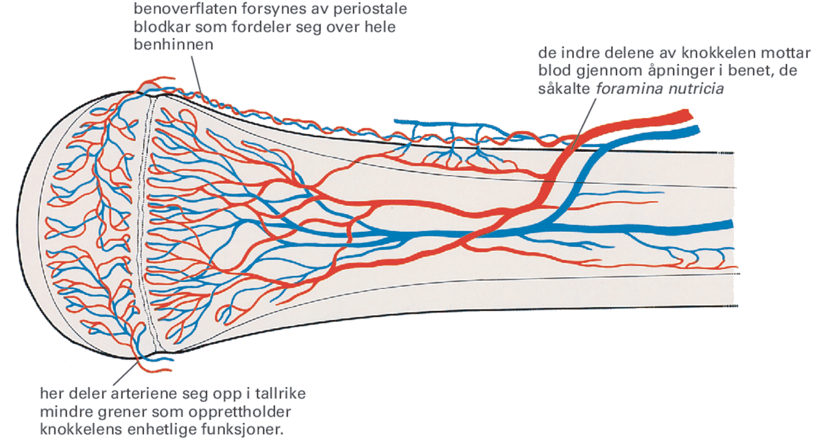 Knokkel.