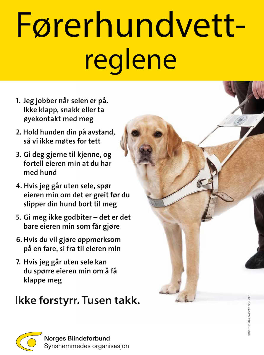 Det er syv regler: Jeg jobber når selen er på. Ikke klapp, snakk eller ta øyekontakt med meg
Hold hunden din på avstand, så vi ikke møtes for tett
Gi deg gjerne til kjenne, og fortell eieren min at du har med hund
Hvis jeg går uten sele, spør eieren min om det er greit før du slipper din hund bort til meg
Gi meg ikke godbiter – det er det bare eieren min som får gjøre
Hvis du vil gjøre oppmerksom på en fare, si fra til eieren min
Hvis jeg går uten sele kan du spørre eieren min om å få klappe meg