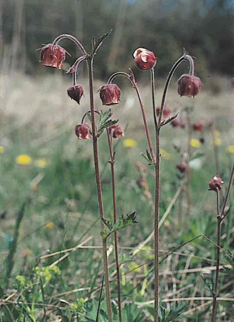 Humleblom (foto, enghumleblom)