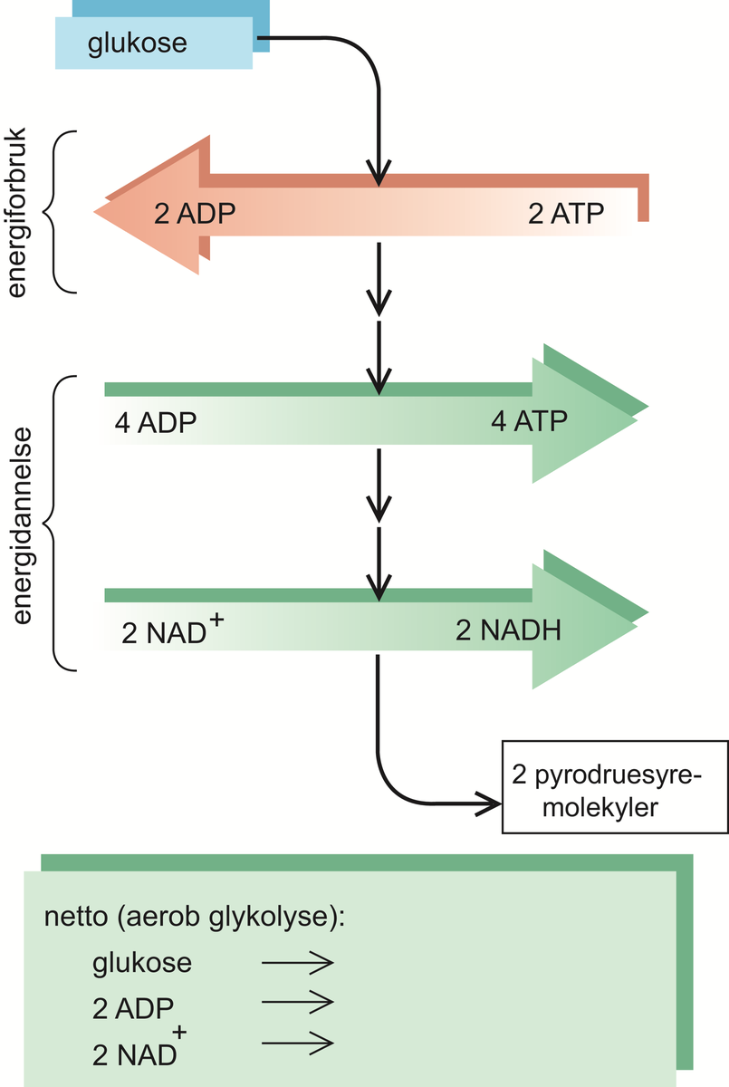 adenosintrifosfat