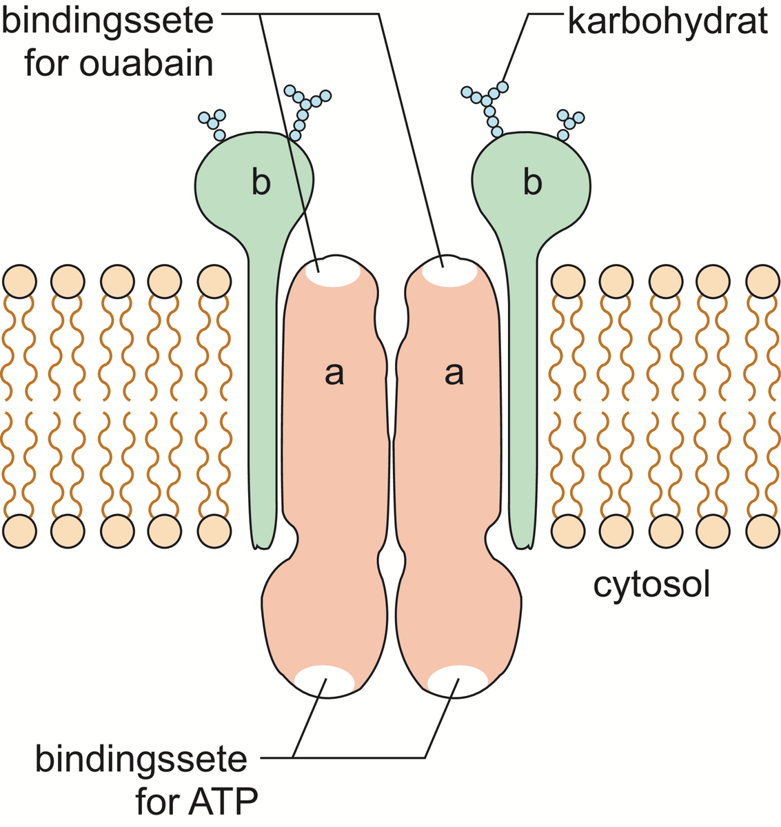 adenosintrifosfat