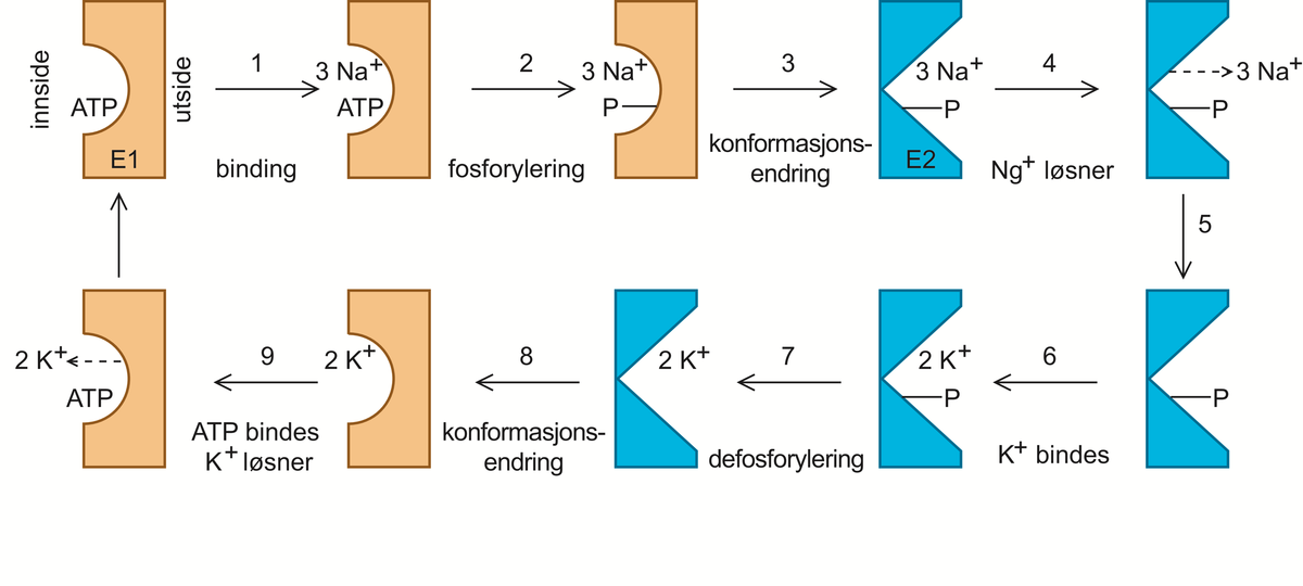 adenosintrifosfat