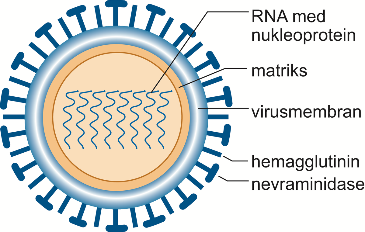 Influensavirus.