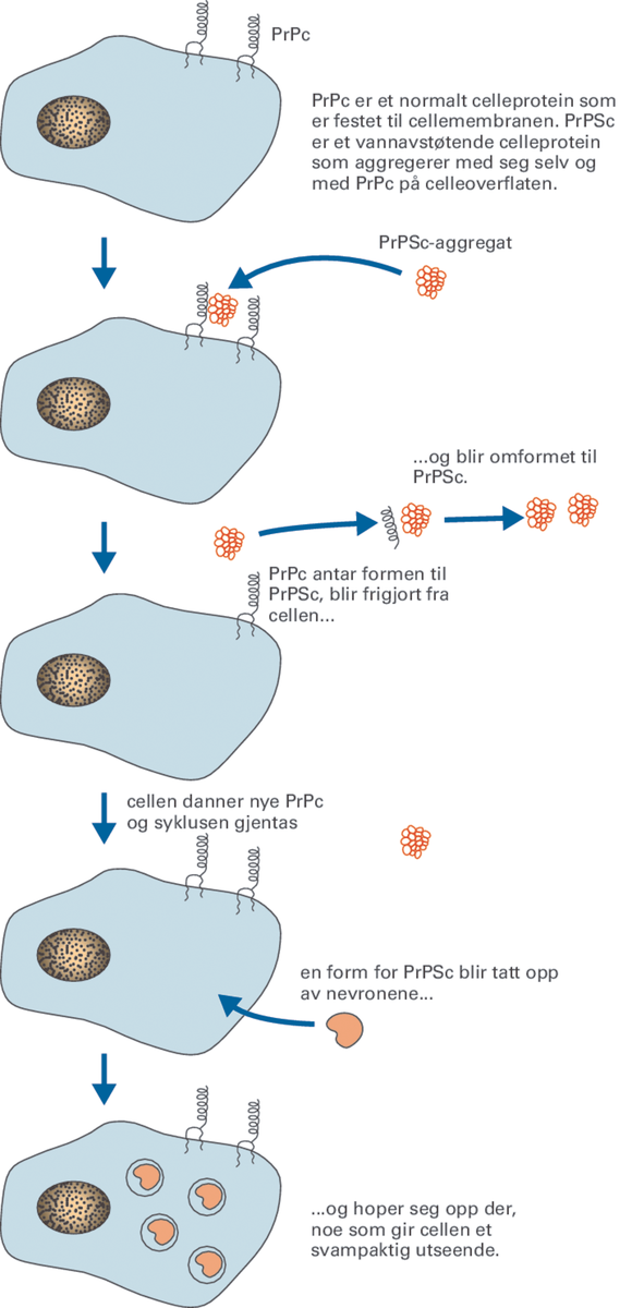 Prion.