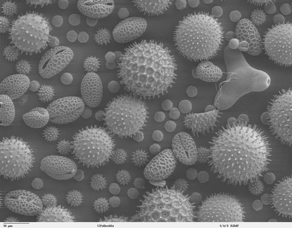 Pollen i elektronmikroskop