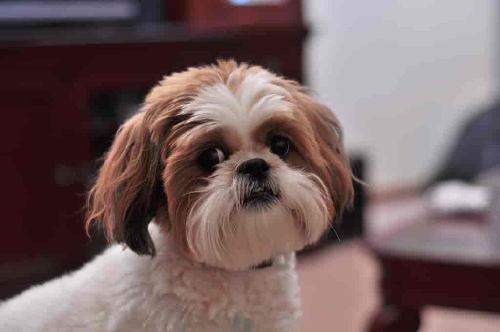 Shih tzu