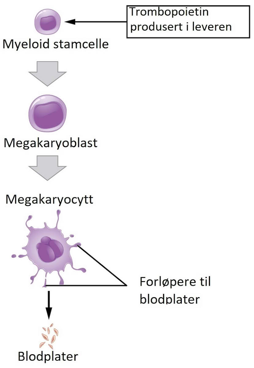 Trombopoiese