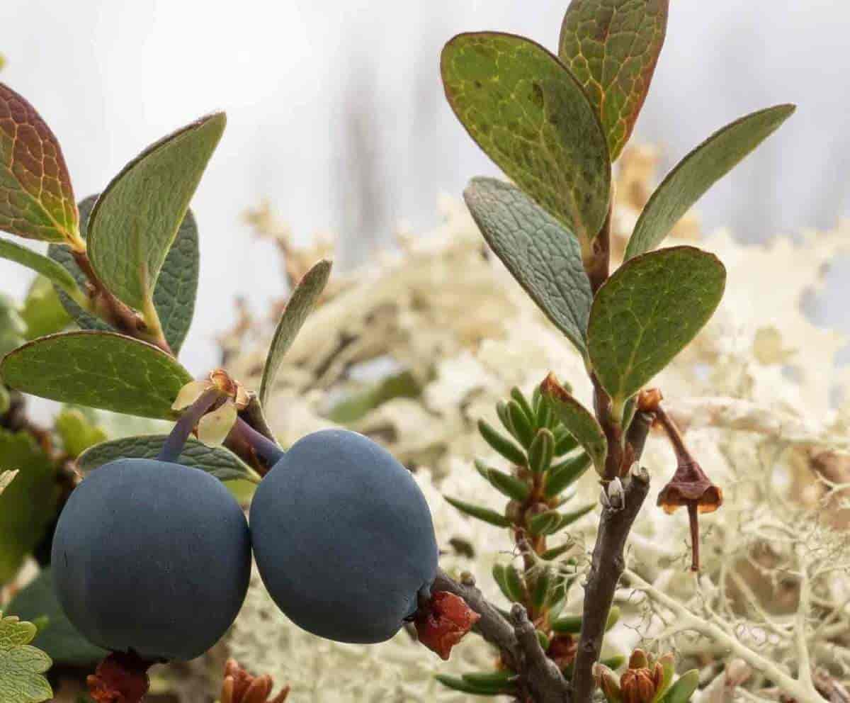 Blokkebær. Bog Bilberry. Vaccinium uliginosum.