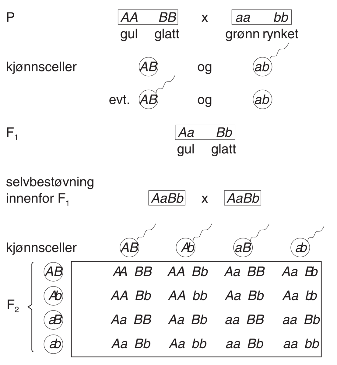 Genetikk