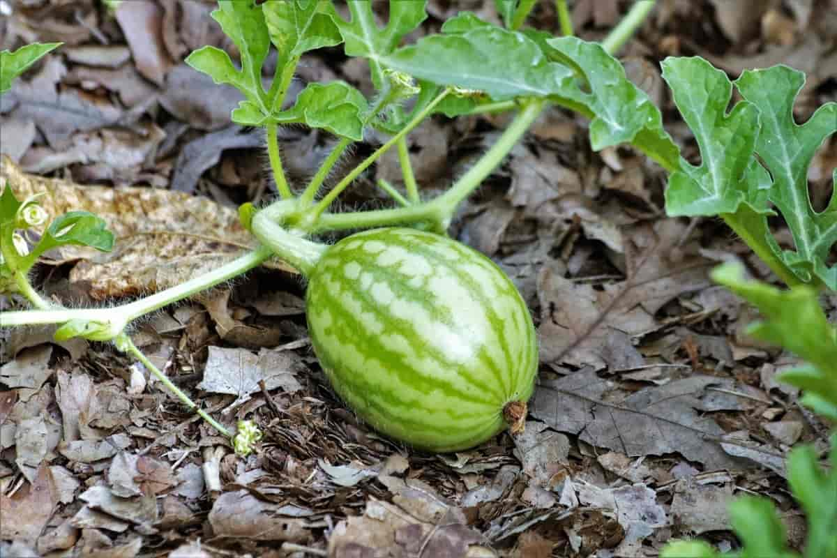 Kart av vannmelon