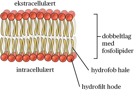 Dobbeltlag fosfolipid