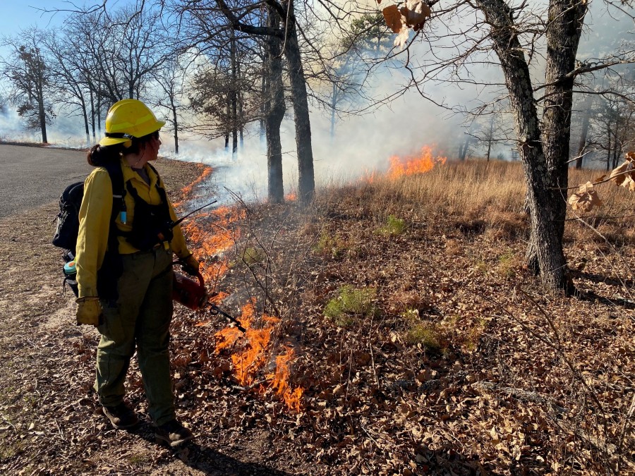 Opening oak forests to woodlands and new ideas article