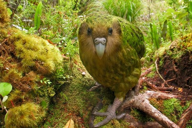 The Creature Feature: 10 Fun Facts About the Kakapo