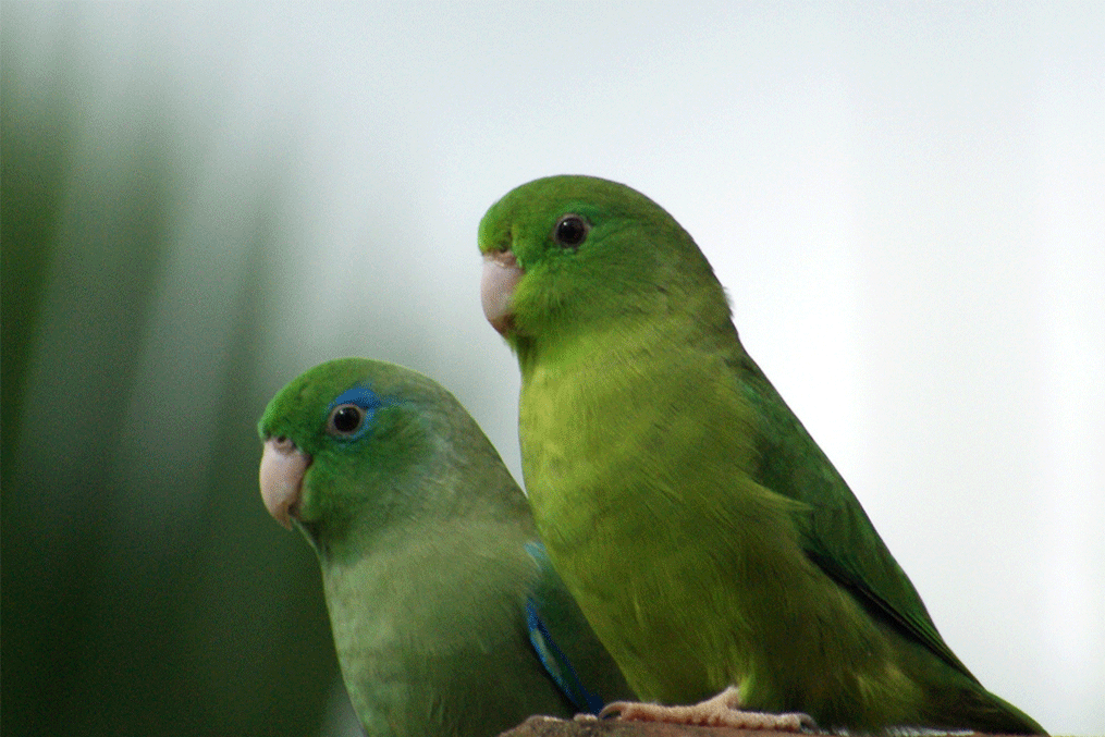 Problem-Solving Parrots Understand Cause and Effect