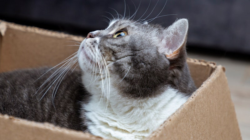 Scientists Have Pushed the Schrödinger’s Cat Paradox to New Limits