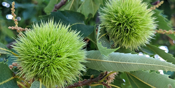 Green spiky chestnut pods grow on a chestnut
		     tree