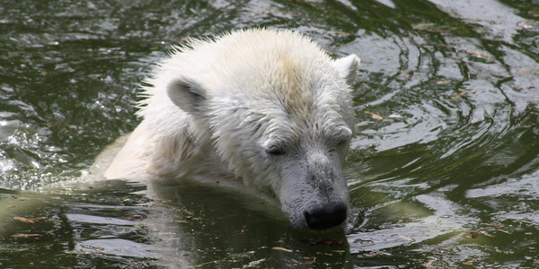 Polar bear in water