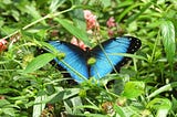 A butterfly with blue wings outlined in black sits upon a bed of green leaves. this is a symbol of peace and happiness to me, which is what I want.