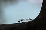 Two black ants facing each other