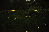 fireflies glowing in the dark | Photo by Tony Phan via Unsplash