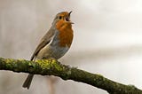 A buff-and-white-breasted small bird on a mossy branch singing, its beak wide open with exultation. Pale grey and white background, like a cloudy sky.