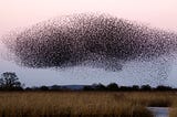 A swarm of a million bats in the sky over an open field at dusk