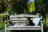 A dachshund sitting alone on a park bench in the sun