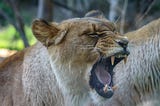 Lioness yawning showing fangs.