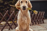 Who’s a Good Boy? All About the Golden Retriever Boyfriend