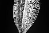 Filligree veins of a dried plant pod.