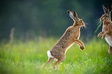 Two jack rabbits greeting each other, standing on their back legs