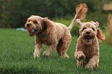 Two dogs playing in the yard