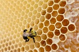 Bee-ing Intelligent: The Mathematical Minds of Honeybees