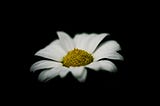 A single daisy in the centre of the image with a black background