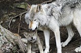 Wolf Mother: A Poem