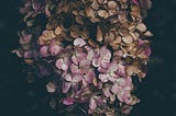 Rose hydrangea, the upper petals starting to wither away, turning brown