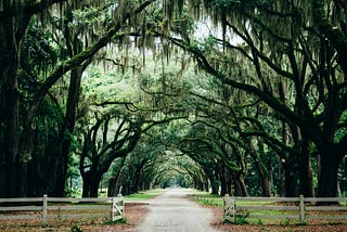 The Hug of the Trees