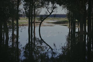 The Voice in the Marsh