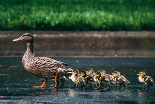 An adult duck leads a group of their babies across the road. This image represents a leader leading their team.