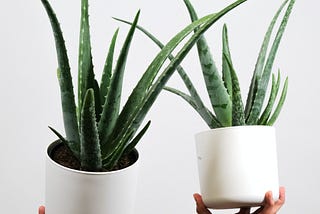 Aloe Vera and His Health Benefits