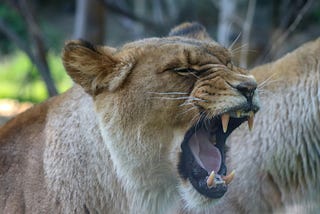 Lioness yawning showing fangs.