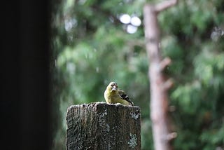 A small bird, like those I might be seeing every day now.