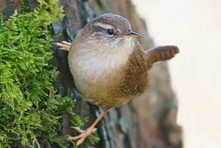 wren on a mossy tree trunk