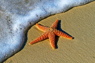 A starfish sits at the edge of the surf on a sandy beach