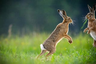 Two jack rabbits greeting each other, standing on their back legs