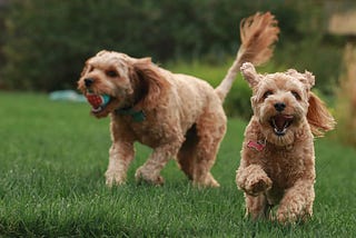 Two dogs playing in the yard