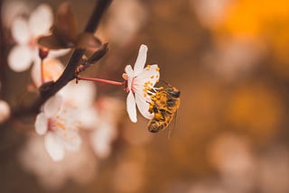 Using Bees to Detect COVID-19