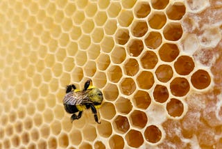 Bee-ing Intelligent: The Mathematical Minds of Honeybees