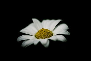 A single daisy in the centre of the image with a black background