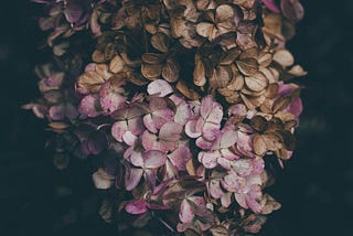 Rose hydrangea, the upper petals starting to wither away, turning brown